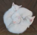 Three White Kittens on Brown Chair