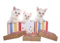 Three white kittens popping out of colorful present boxes Royalty Free Stock Photo