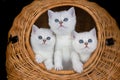 Three white kittens in reed basket Royalty Free Stock Photo