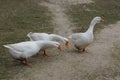 Three white large domestic geese walk on gray sand Royalty Free Stock Photo