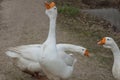 Three white large domestic geese walk on gray sand
