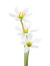 Three white lilies isolated on a white background. Zephyranthes candida