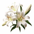 Hyperrealistic White Lily Flowers On White Background