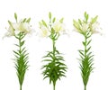 Three white lilies Royalty Free Stock Photo