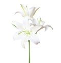 Three white lily isolated on white background Royalty Free Stock Photo