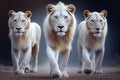 Three white lionesses walking