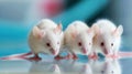 Three White Mice Sitting on Top of a Table Royalty Free Stock Photo