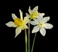 Three white Narcissus flowers isolated black background Royalty Free Stock Photo