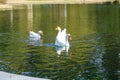Three white and orange swans swimming in the still lake waters at Kenneth Hahn Park Royalty Free Stock Photo