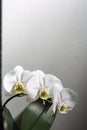 Three white orchid flowers in bloom with beautiful smooth petals on a grey background