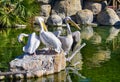 three white pelicans are resting on a rock in a green water pond. A pelican is opened black and white wings to dry them. The Royalty Free Stock Photo