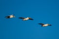 Three white pelicans soaring in the sky. Royalty Free Stock Photo