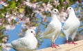 Three white pigeon on flowering background Royalty Free Stock Photo