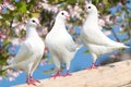 Three white pigeon on flowering background Royalty Free Stock Photo