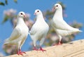 Three white pigeon on flowering background