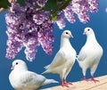 Three white pigeons on perch with flowering lilac tree Royalty Free Stock Photo