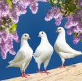 Three white pigeons on perch with flowering lilac tree Royalty Free Stock Photo