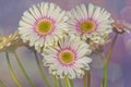 Three white pink gerbera daisies,textured background Royalty Free Stock Photo