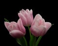 Three white-pink tulips with green stem and leaves isolated on black background. Studio close-up shot. Royalty Free Stock Photo