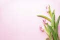 Women`s Day, beautiful tulips on a pink background with space for text, flat lay. 8 March, International Women`s Day Royalty Free Stock Photo