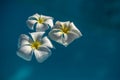 three white plumeria flowers in blue water makro Royalty Free Stock Photo