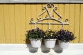Three white pot with flowers on yellow wall Royalty Free Stock Photo