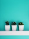 three white pot with a plant on a blue background, still life, copy of the space Royalty Free Stock Photo