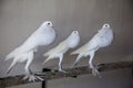 Three white pouter pigeon in dovecot