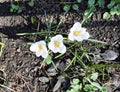 Three white primroses on the grey soil Royalty Free Stock Photo