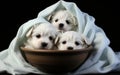 Three white puppies in a bowl under a blanket. Generative AI image.