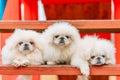 Three White Puppies Pekingese Pekinese Peke Whelps Puppy Dog