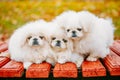 Three White Puppies Pekingese Pekinese Peke Whelps Puppy Dog Royalty Free Stock Photo