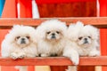 Three White Puppies Pekingese Pekinese Peke Whelps Puppy Dog