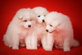 Three White Puppy of Samoyed Dog on Red Background.