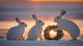 Three Arctic Hares with a Christmas Wreath at Sunset in Snowy Landscape Royalty Free Stock Photo