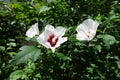 Three white and red flowers of Hibiscus syriacus in July