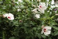 three white red hibiscus flower plant with green behind. p