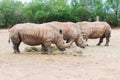 Three White Rhinoceros