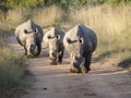 Three white rhinoceroses walking toward the camera