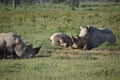Three White Rhinos on the African Savanna Royalty Free Stock Photo