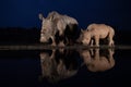 Three white rhinos standing at a water hole during the blue hour Royalty Free Stock Photo