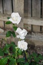 Three white rose flowers, green branch plant, wood fence background Royalty Free Stock Photo