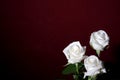 Three white roses Royalty Free Stock Photo