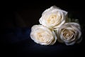 Three white roses in a black background Royalty Free Stock Photo