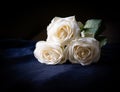 Three white roses in a black background Royalty Free Stock Photo