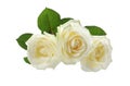 Three white roses on white Royalty Free Stock Photo