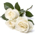 Three White Roses with Leaf Isolated on White Background Royalty Free Stock Photo