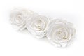 White roses isolated on white