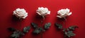 Three White Roses on Red Wall Royalty Free Stock Photo