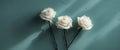 Three White Roses on a Textured Teal Background Royalty Free Stock Photo